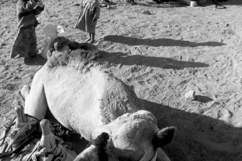 beduinok-003-500x333