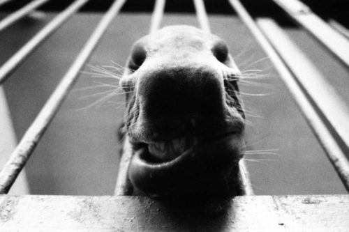 trotters-en-008-500x333