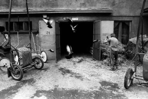 trotters-en-011-500x333