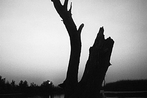 Tisza-tó-0092-500x333