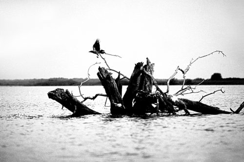 Tisza-tó-0142-500x333