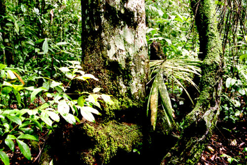 Amazonas-001-1-500x333