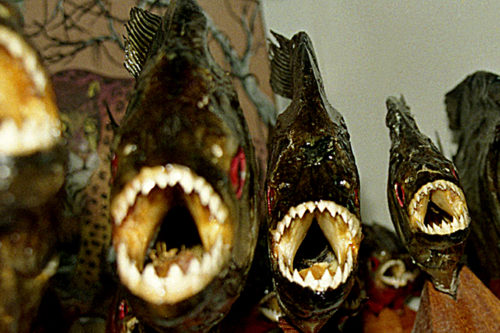 Amazonas-011-500x333