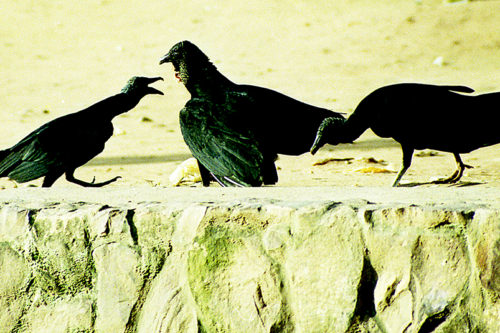 Amazonas-014-1-500x333